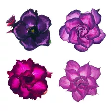 Sementes Rosa Do Deserto Roxas Azuladas 10 Sementes Adenium