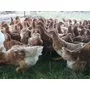 Tercera imagen para búsqueda de pollas