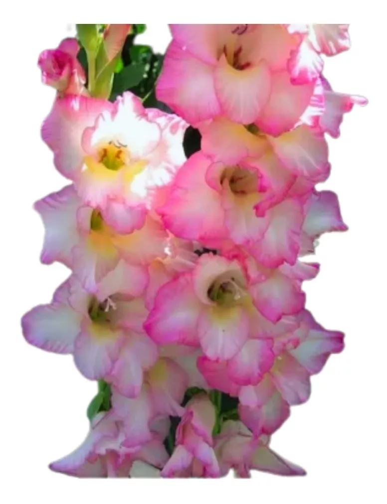 Bulbos De Flores Exóticos | Gladíolo Priscila | 06 Unidades