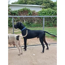 Hermosos Cachorros Gran Danes Padres A La Vista Nac El 7 De 