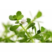 Brahmi ( Bacopa Monnieri), Planta Deshidratada 50g