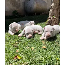 Dogo Argentino Hembra