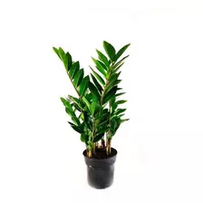01 Vaso De Zamioculca (árvore De Dinheiro) Planta Natural