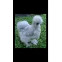 Terceira imagem para pesquisa de sedosa do japao silkie pintinho