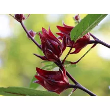 Semillas De Flor De Jamaica / Rosellas ( X 50 Unidades )