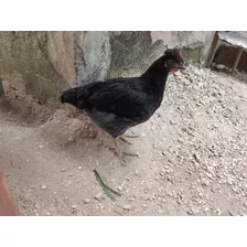 Pollo Pataruco