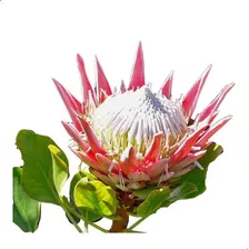 Pack X10 Semillas Protea Rey Cynaroides Flor Rara (elegir)