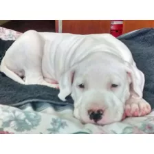 Dogo Argentino Excelentes Cachorros