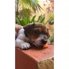 Cachorros Jack Russell Terrier 