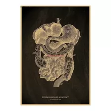 Poster Anatomia Orgãos Humanos