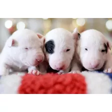 Bull Terrier 