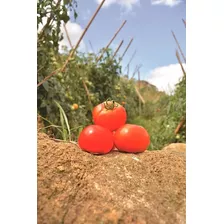 Tomate Alambra Gigante Sementes Orgânicas P/ Mudas 