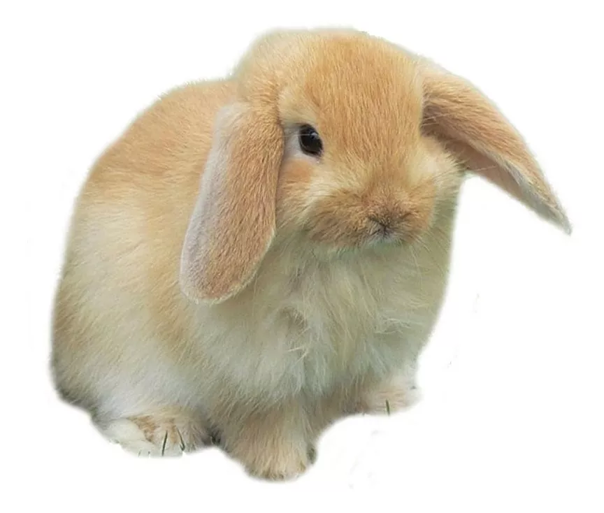 Conejos Miniatura Minilop O Belier Mascotas Mascoticas 
