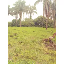 Finca En El Paguey, Barinas En Venta 