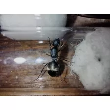 Reina Camponotus Chilensis.