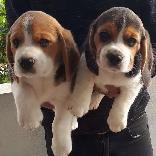 Cachorros Beagle, Vacunados Y Desparasitados, Raza Pura 100%