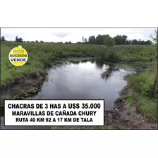 Chacras De 3 Has En Venta En Ruta 40 Kilometro 92.500 A 17 Km De Tala Maravilla De Cañada Chury 