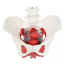 Pelvis Músculos - Suelo Pélvico- Modelo De Anatomía Humana