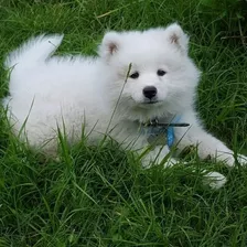 Venta Samoyedo Precio Cachorro Puro Cali Medellin Bogota