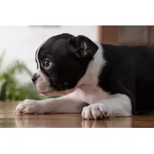 Boston Terrier, Excelente Genética, Padre Importado