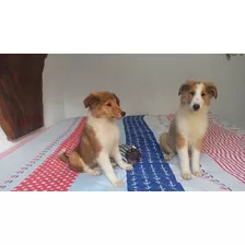 Perros Cachorros Pastor Escoses Collie Rough Puppy Cartagena