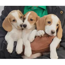 Cachorros Beagle Disponible Hembras Y Machos 