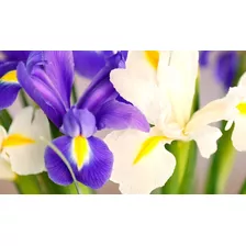 10 Bulbos Flor De Iris Holandica Oferta