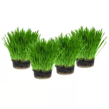 Catgrass | Pasto Para Gatos | Hierba Gatera 