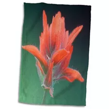 3d Rose Indian Paintbrush-olympic National Park-washington-u