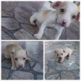 Chihuahua Cabeza De Venado  No Puedo Subir Fotos De Perrito
