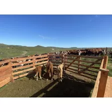 Campo Ganadero De 1087 Hectáreas En Cañas, Tacuarembó.