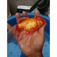 Venta De Goldfish Cometas Cola De Velo 