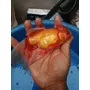 Segunda imagen para búsqueda de goldfish
