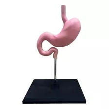 Estomago Humano - Maqueta Escala Real P/estudio O Exhibición