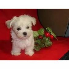 Cachorros Bellos Bichon Maltes 350c/u