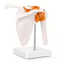 Modelo Anatomico Estudio Hombro Manguito Rotador Articulable