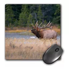 3d Rose Canada Alberta. Rocky Mountain Elk Bugles During