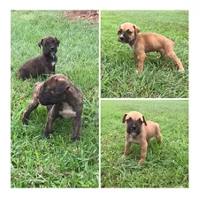 Perritos Boxer