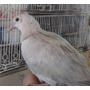 Segunda imagen para búsqueda de palomas blancas