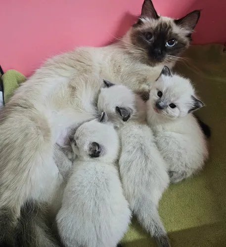 Tercera imagen para búsqueda de gatos