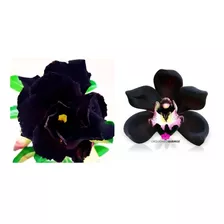 Kit Rosa Do Deserto Negra E Orquidea Midnight Negra Rara