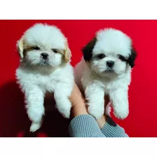 Cachorritos Shihtzu Puros Valor 350