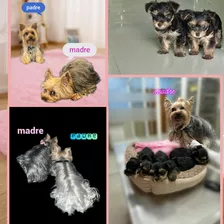 Hermosos Yorkshire Terrier Originales