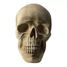Cráneo Humano Decorativo Tamaño Real Decorar Color Hueso 