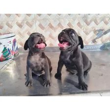 Pug Negros Machos