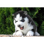 Primera imagen para búsqueda de regalo perro lobo siberiano