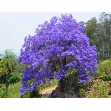  800 Sementes Ipê Roxo P Mudas Jardim Sitio