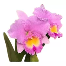 Orquídea Cattleya Lilás Clone (s-053)