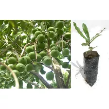 Planta De Macadamia Arboles Frutales Nueces Venta Ecuador