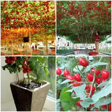 100 Sementes Tomate Árvore + Brinde